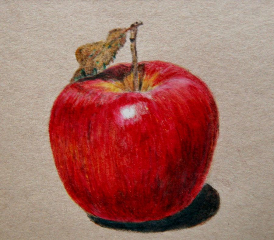 900x790 apple drawing - Realistic Apple Drawing