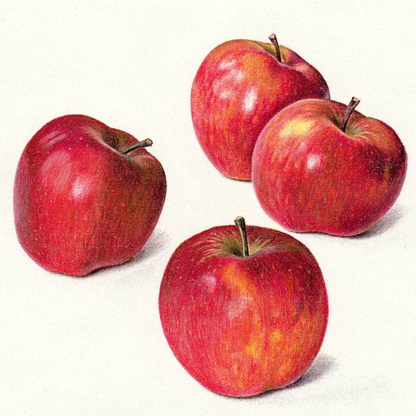 850x850 Four Apples - Realistic Apple Drawing