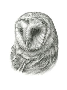 Realistic Barn Owl Drawing At Paintingvalley Com Explore