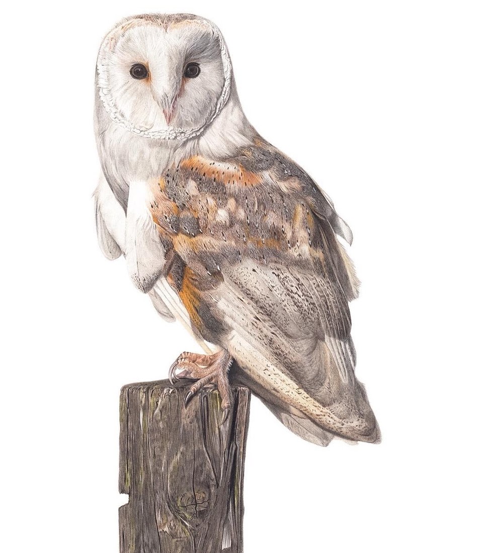 962x1100 Design Stack A Blog About Art, Design And Architecture Cats - Realistic Barn Owl Drawing