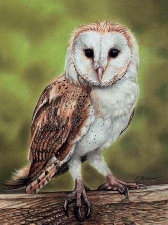 335x448 how to draw a barn owl using pastel pencils - Realistic Barn Owl Drawing