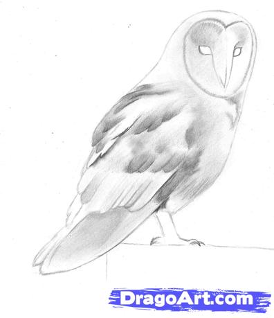 396x459 how to draw a barn owl, step - Realistic Barn Owl Drawing