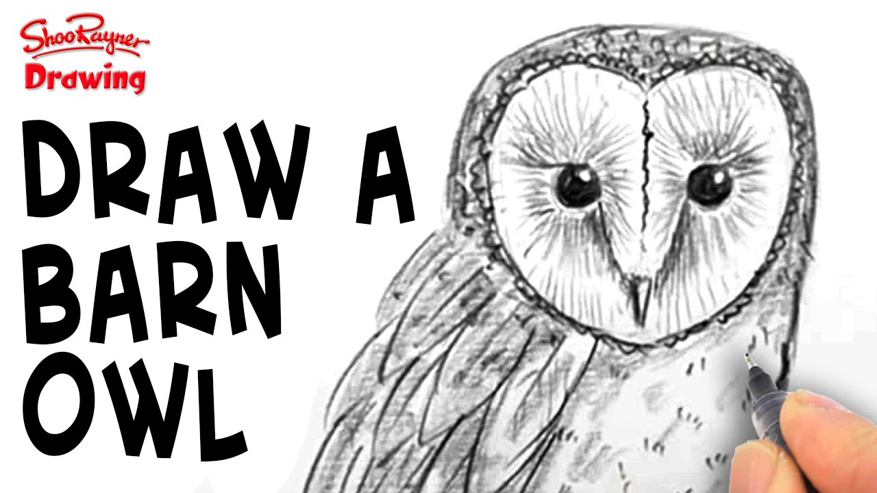 1280x720 how to draw a barn owl - Realistic Barn Owl Drawing