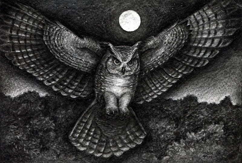 800x539 How To Draw Realistic Owls How To Draw An Owl Finalprodigy - Realistic Barn Owl Drawing