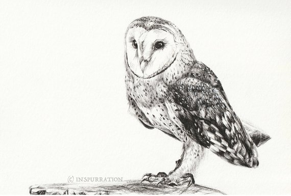 570x385 original barn owl drawing black and white art bird of prey etsy - Realistic Barn Owl Drawing
