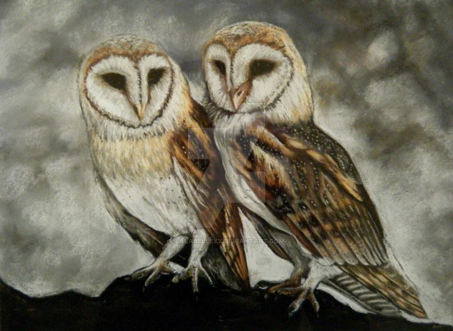 900x657 pastel barn owls drawing - Realistic Barn Owl Drawing