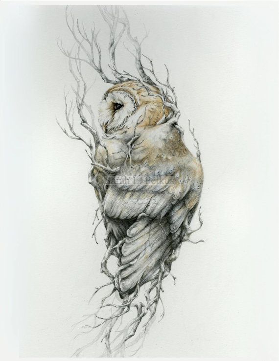 Realistic Barn Owl Drawing At Paintingvalley Com Explore