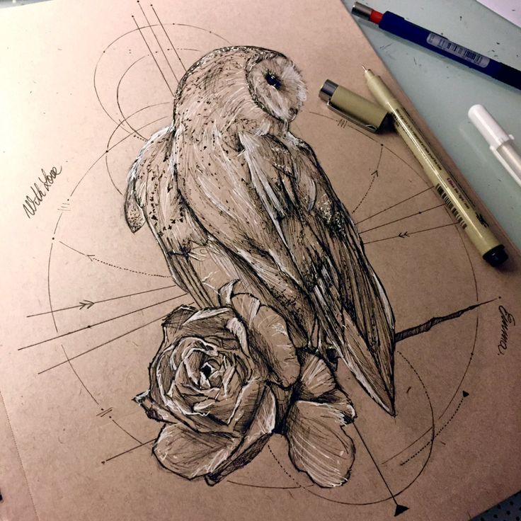 Realistic Barn Owl Drawing At Paintingvalley Com Explore