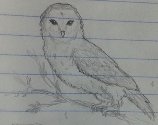 320x254 Barnowl Drawings On Paigeeworld Pictures Of Barnowl - Realistic Barn Owl Drawing