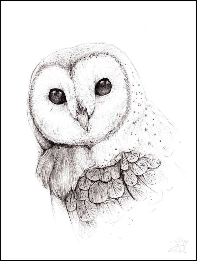 776x1029 barn owl - Realistic Barn Owl Drawing
