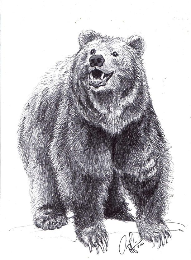 Realistic Bear Drawing at Explore collection of