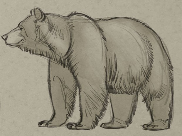 bear with bird sketch