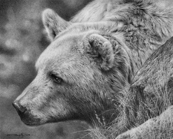 600x483 Grizzly Bear Drawing Realistic - Realistic Bear Drawing