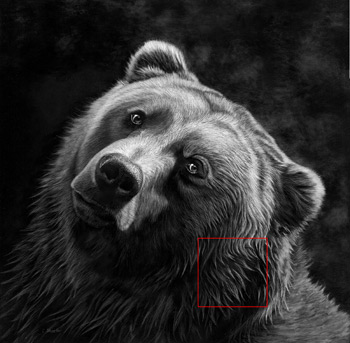 350x343 how to draw animal fur in scratchboard - Realistic Bear Drawing