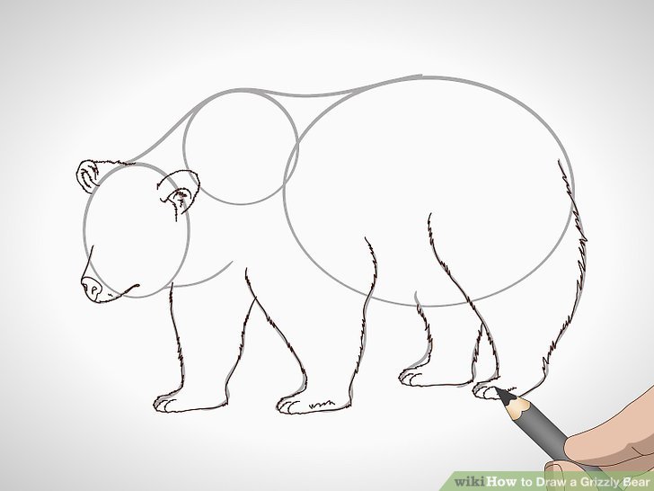 728x546 How To Draw A Grizzly Bear - Realistic Bear Drawing