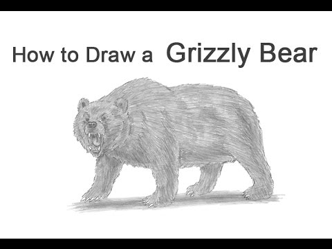 480x360 how to draw a grizzly bear growling - Realistic Bear Drawing