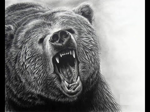 480x360 How To Draw Grizzly Bear Face Drawing Step - Realistic Bear Drawing