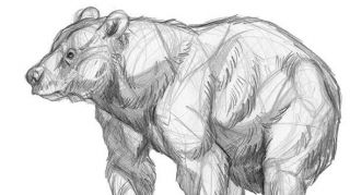 320x179 how to draw a bear creative bloq - Realistic Bear Drawing