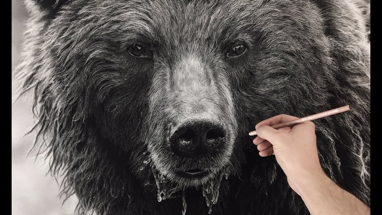 1280x720 hyperrealistic bear drawing hour time lapse - Realistic Bear Drawing