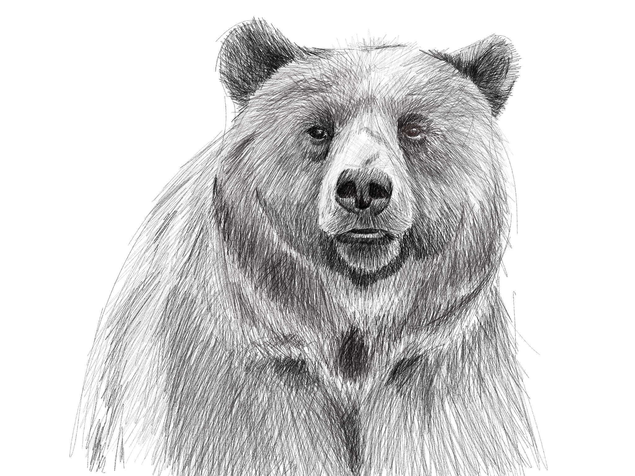 bear with bird sketch