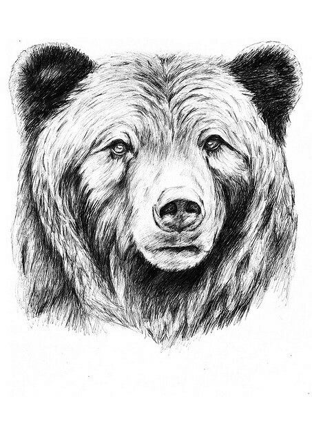 453x640 related image interesting ink in bear drawing, bear - Realistic Bear Drawing