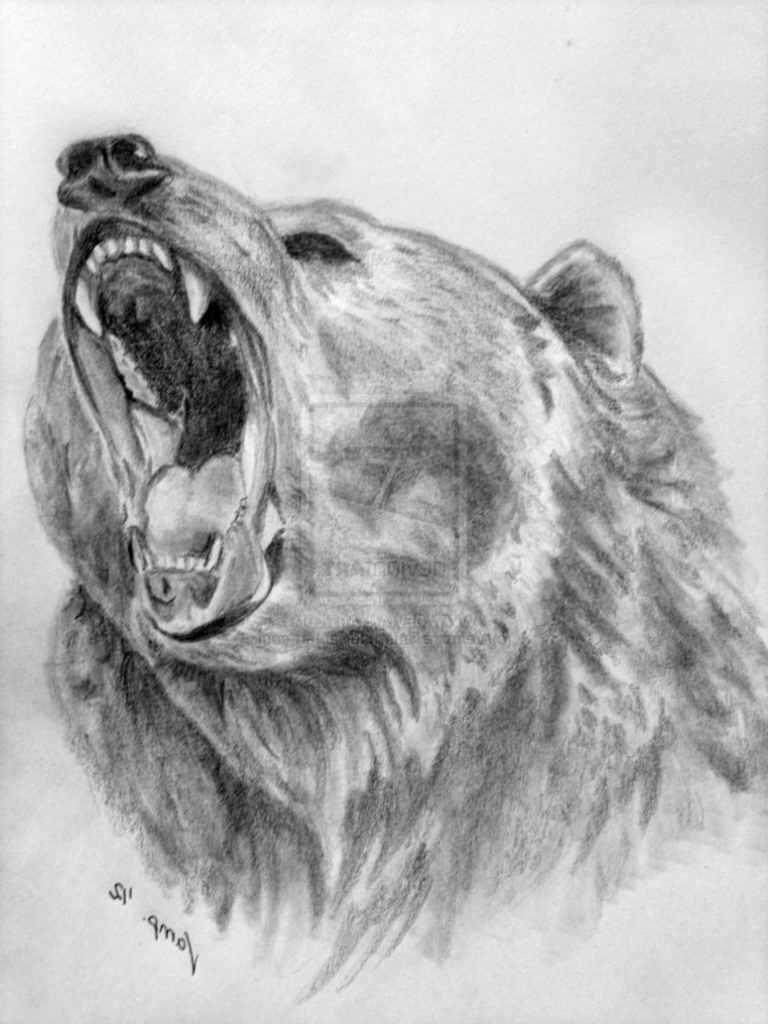 Realistic Bear Drawing at Explore collection of