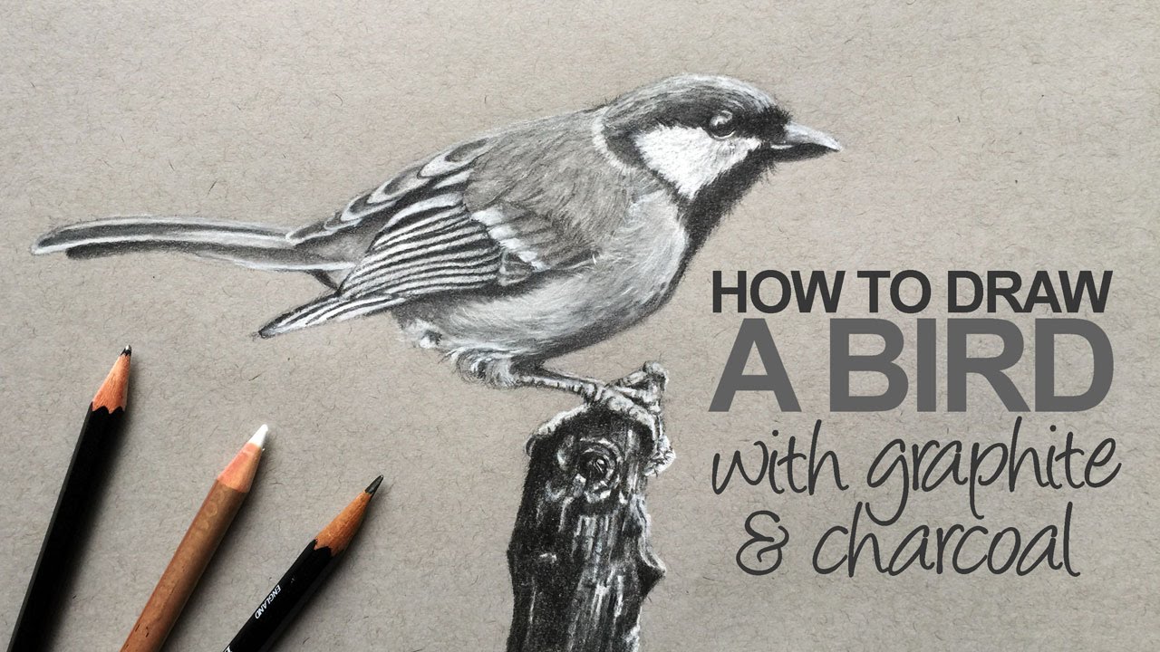 1280x720 How To Draw A Realistic Bird - Realistic Bird Drawing