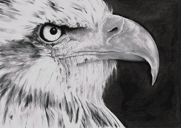 600x424 How To Draw A Realistic Bird Portrait In Pencil - Realistic Bird Drawing
