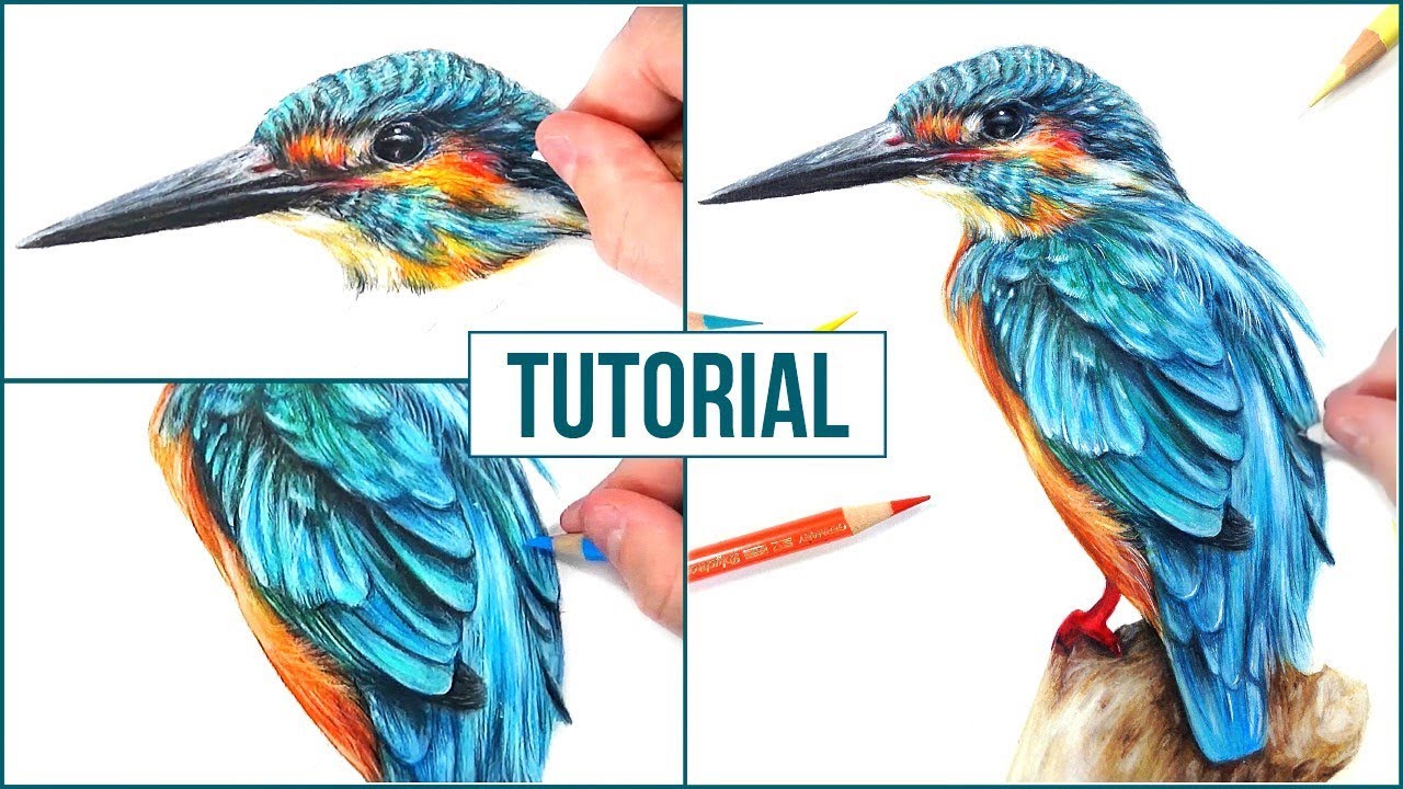 1280x720 How To Draw A Realistic Bird Using Coloured Pencils Step - Realistic Bird Drawing