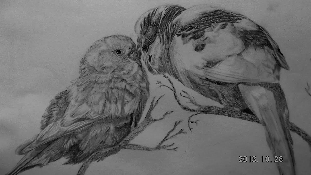 1280x720 Let's Draw Realistic Birds - Realistic Bird Drawing