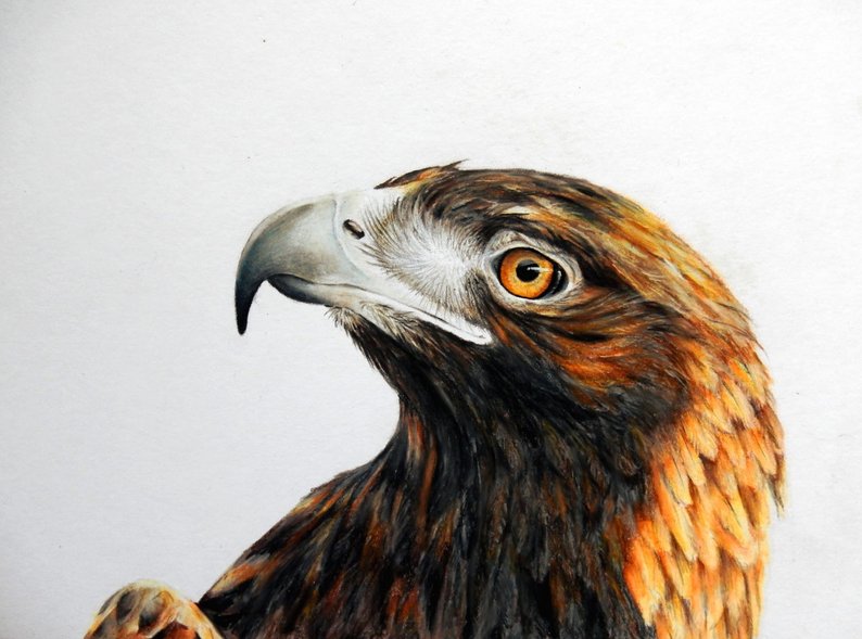 794x589 Original Eagle Art Realistic Bird Drawing Ornithology Etsy - Realistic Bird Drawing
