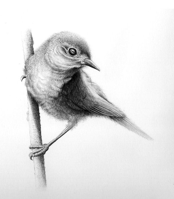 600x686 Drawing Color Pencils Bird - Realistic Bird Drawing