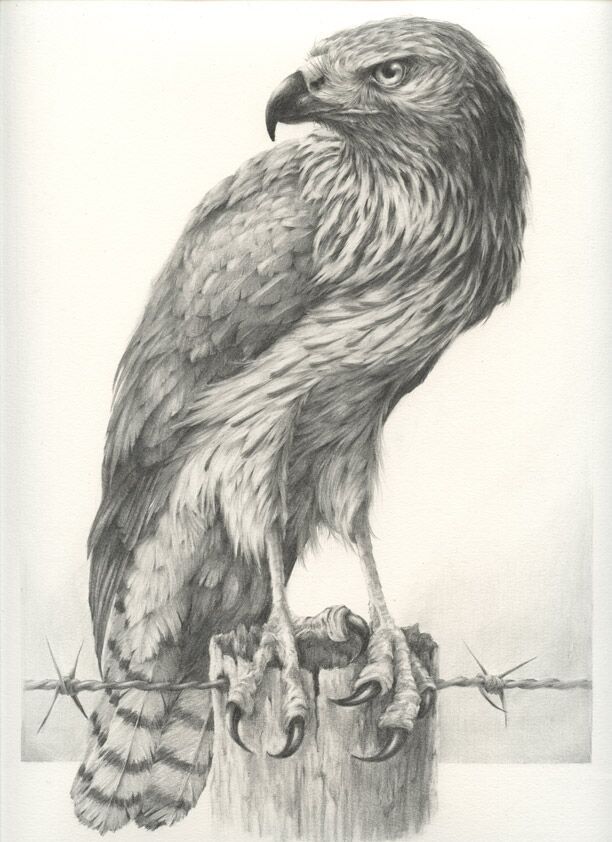 612x842 Beautiful And Realistic Sketches Of Birds - Realistic Bird Drawing