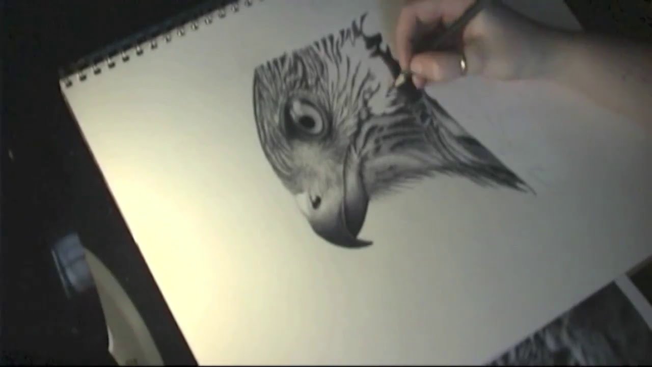 1280x720 How To Draw A Realistic Bird - Realistic Bird Drawing