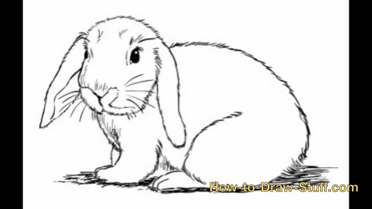 1280x720 How To Draw Bunny Step - Realistic Bunny Drawing