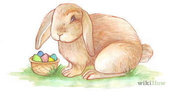 342x184 How To Draw A Bunny Steps - Realistic Bunny Drawing
