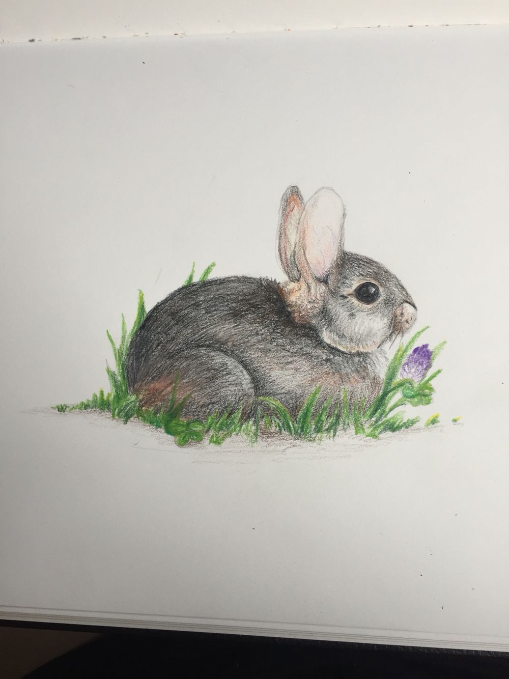 Realistic Bunny Drawing at Explore collection of