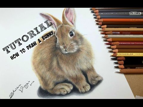 480x360 Tutorial - Realistic Bunny Drawing