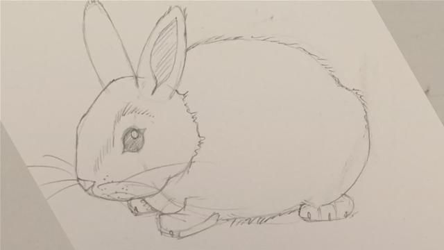 640x360 How To Draw A Realistic Bunny - Realistic Bunny Drawing