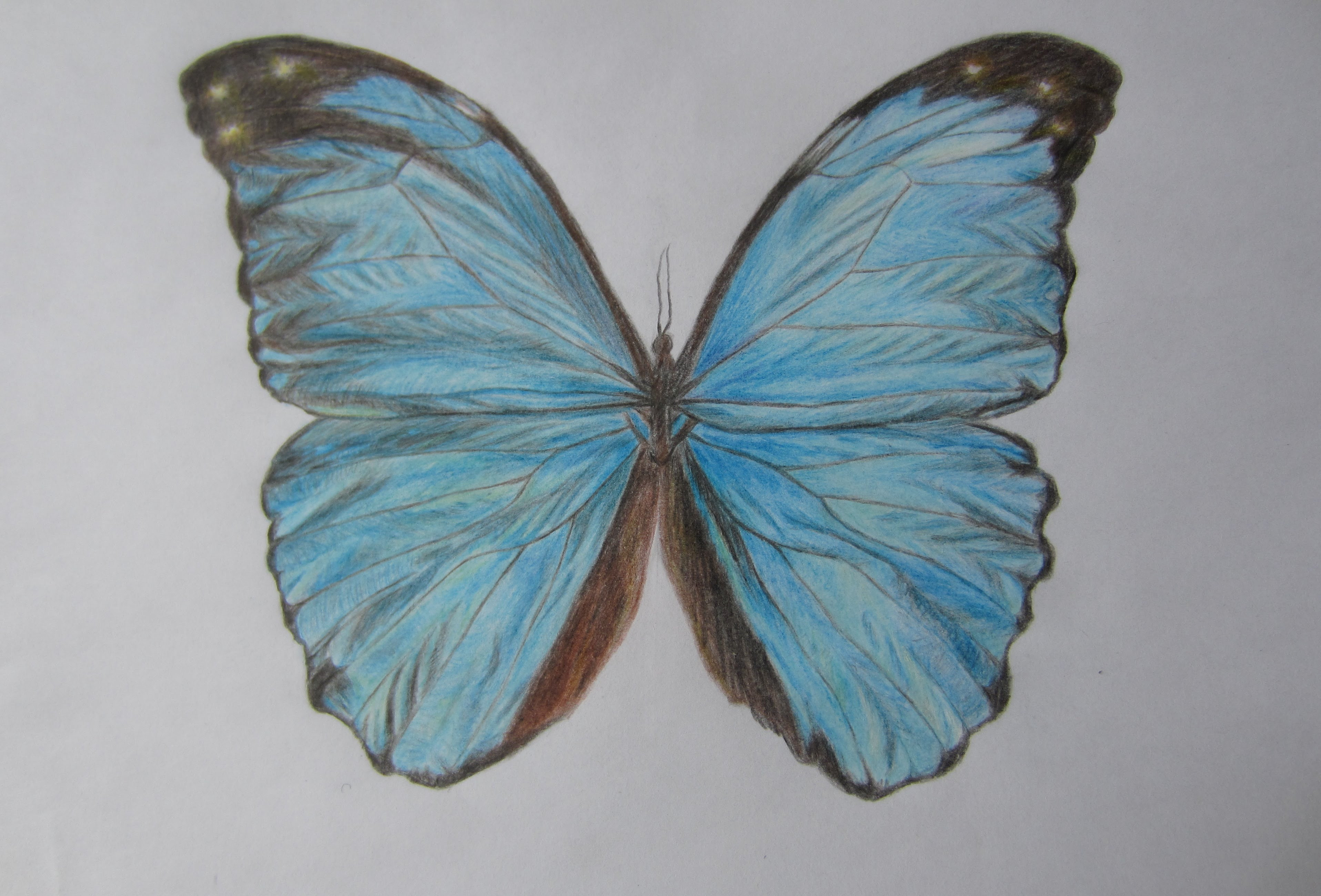 pencil-drawing-of-butterfly