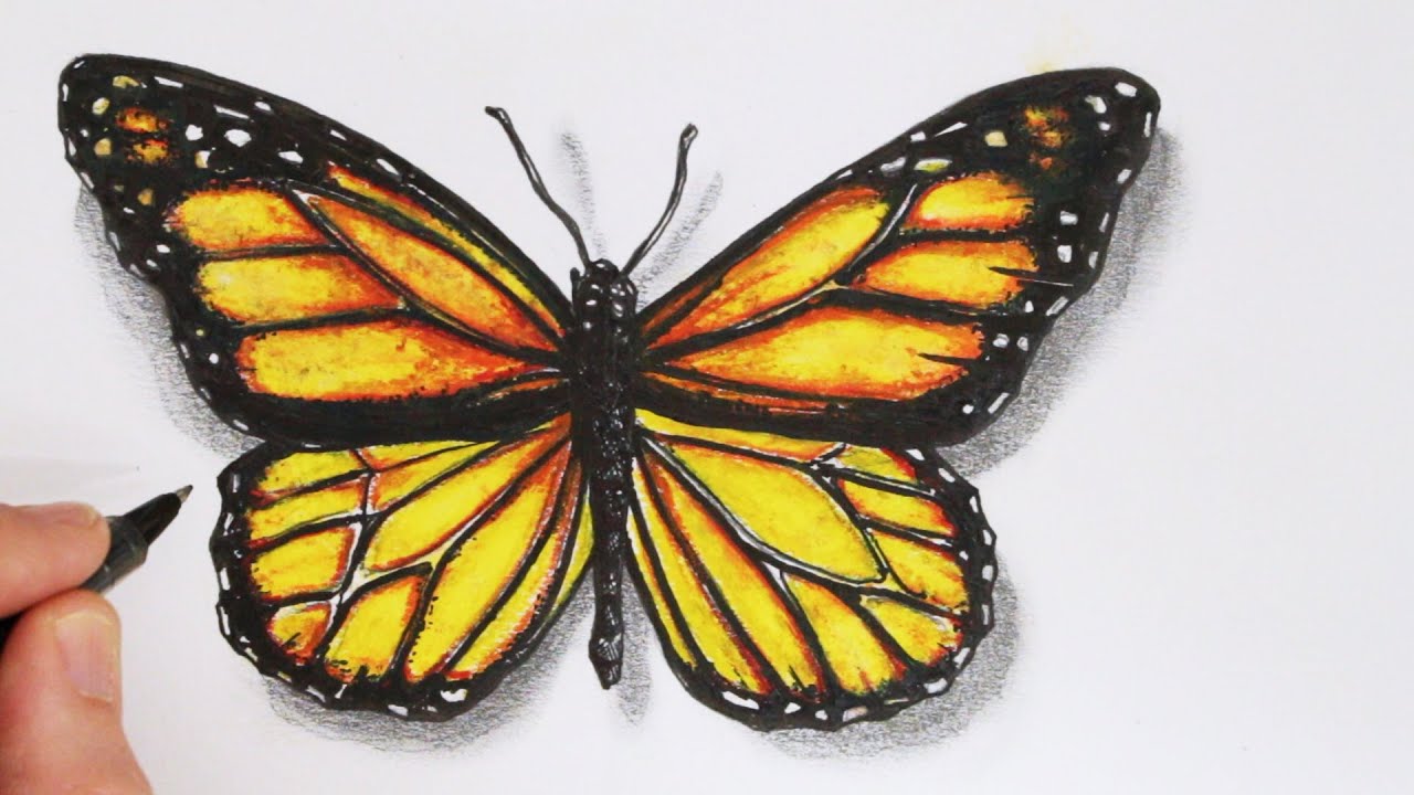 1280x720 how to draw a realistic butterfly time lapse - Realistic Butterfly Drawing