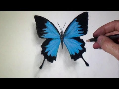 480x360 How To Draw A Realistic Butterfly - Realistic Butterfly Drawing