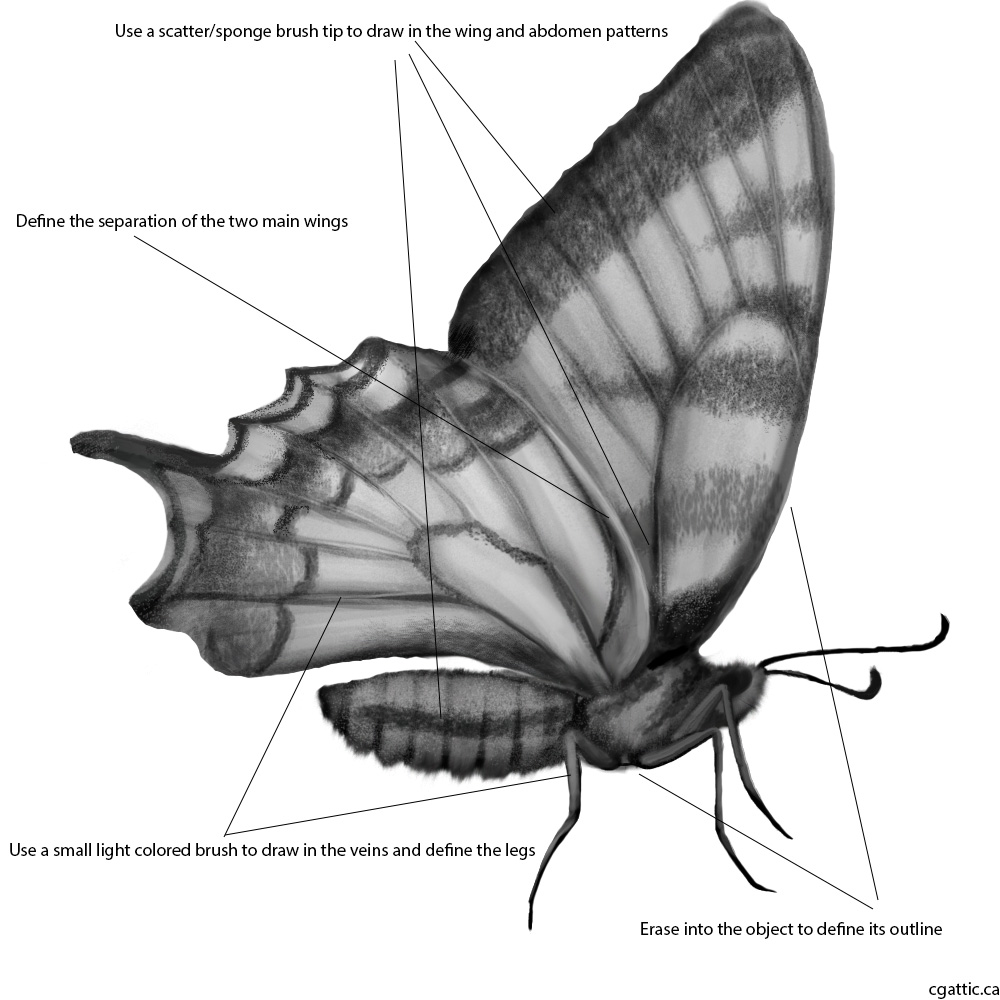 Butterfly Conservation And Citizen Science