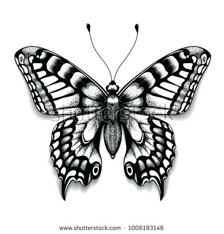 450x470 Realistic Butterfly Life Cycle Easy Drawing - Realistic Butterfly Drawing