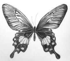 241x209 Butterfly Pencil Drawing - Realistic Butterfly Drawing
