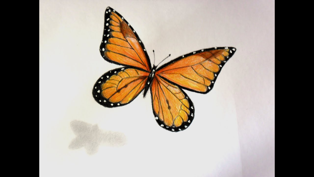 1280x720 Butterfly Project - Realistic Butterfly Drawing