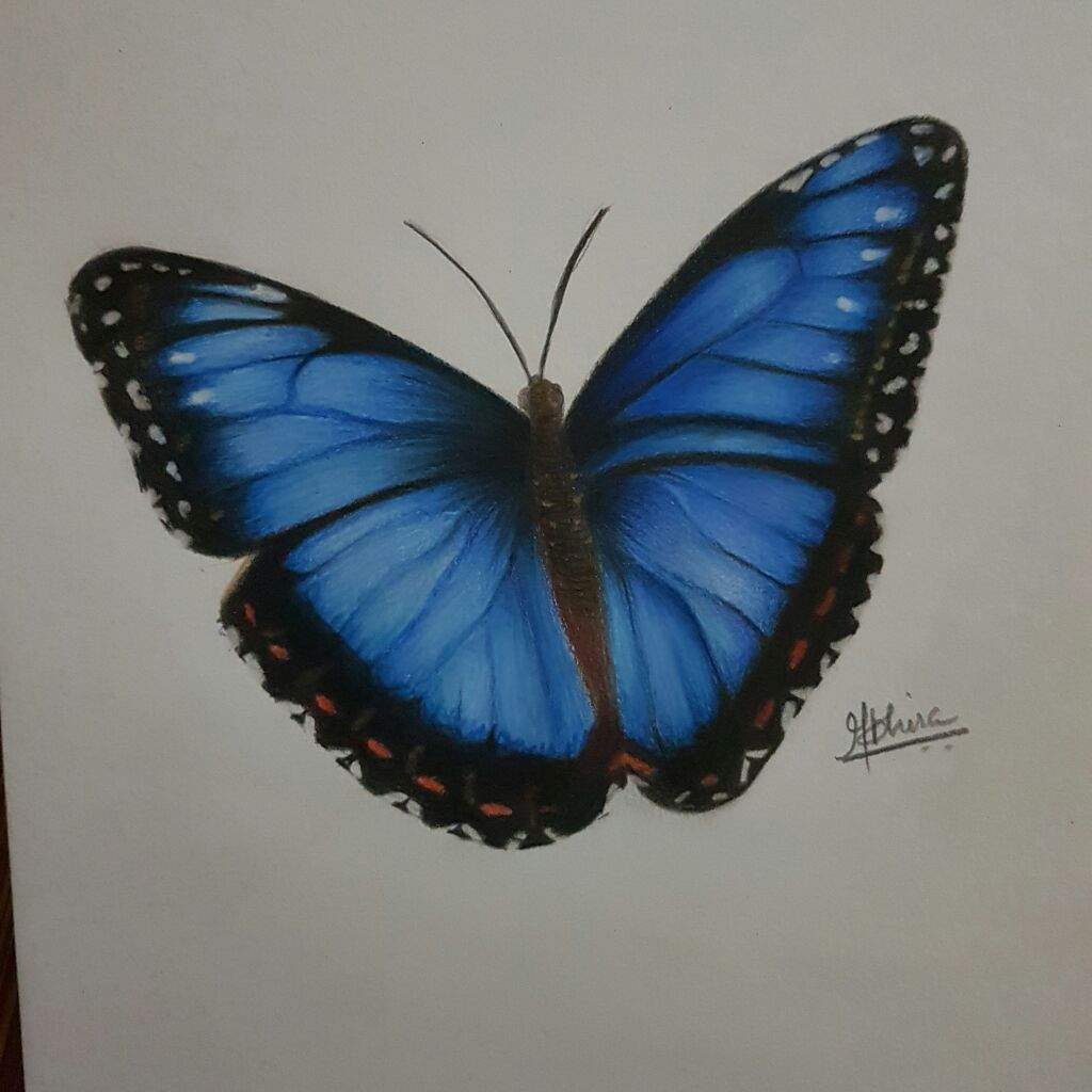 Realistic Butterfly Drawing at PaintingValley.com ...
