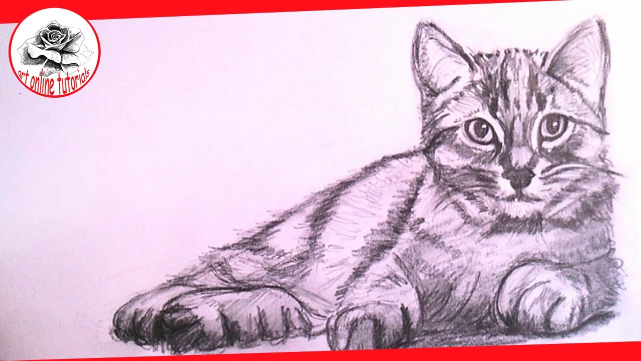 1280x720 How To Draw A Realistic Cat With Pencil Step - Realistic Cat Drawing