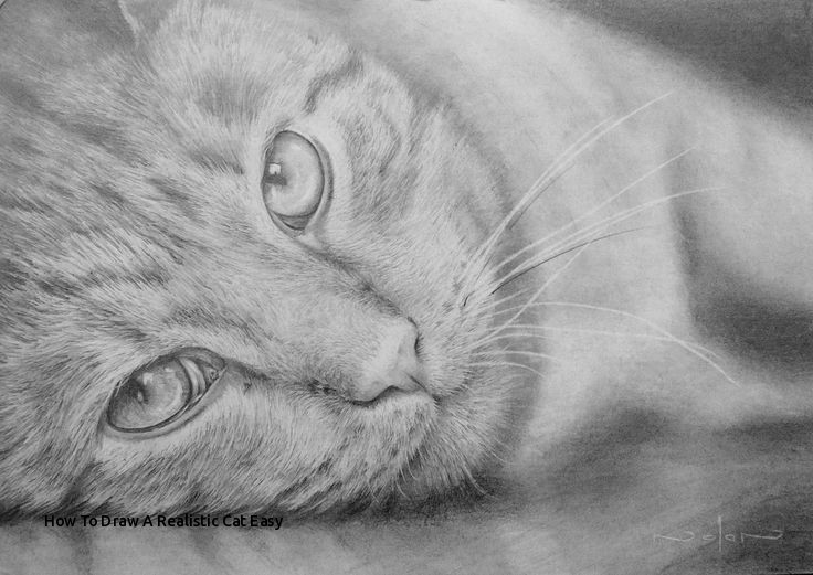 736x521 How To Draw A Realistic Cat Easy Best Pencil Drawing Lessons - Realistic Cat Drawing