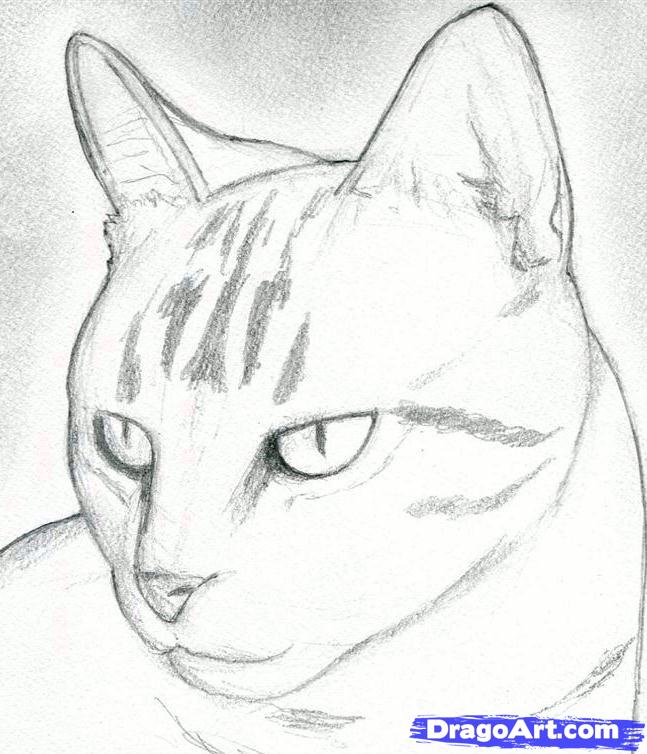 647x754 How To Draw A Cat Head, Draw A Realistic Cat, Step - Realistic Cat Drawing